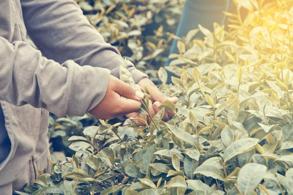 Raccogliere foglie di tè . — Foto Stock