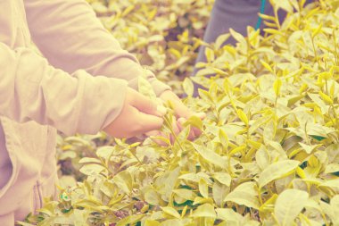 çay toplama bırakır.