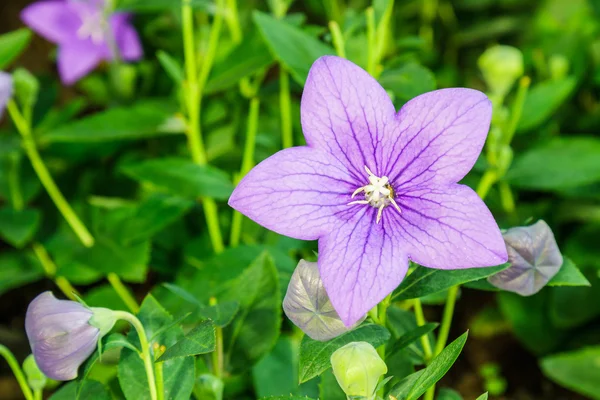 Balloon campanulaceae flor — Fotografia de Stock