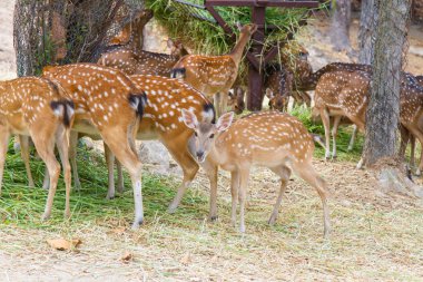 Hayvanat bahçesindeki geyik
