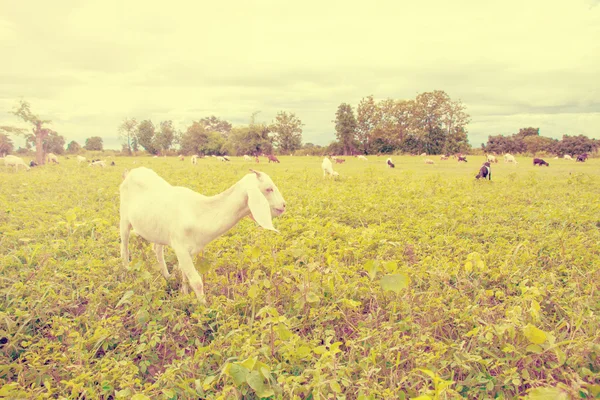 Fazenda de cabra estilo vintage — Fotografia de Stock