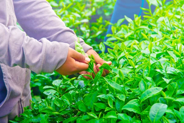 Mengumpulkan daun teh . — Stok Foto