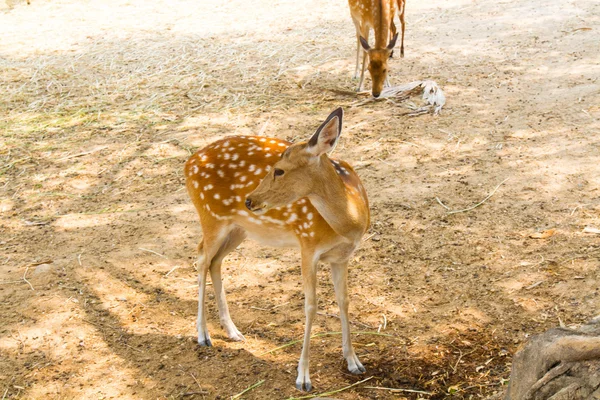 Deer in the zoo — Stock Photo, Image