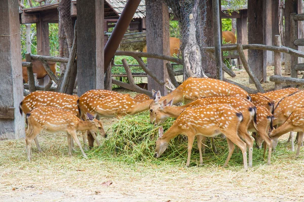 Veados no zoológico — Fotografia de Stock