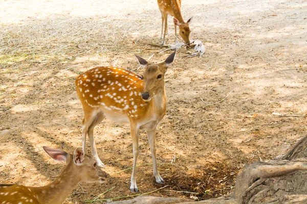 Cerfs dans le zoo — Photo