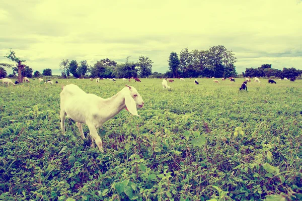 Grazing Goat farm — Stock Photo, Image