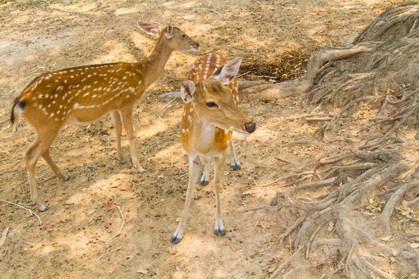 Deer in the zoo — Stock Photo, Image