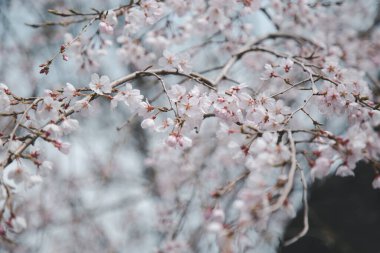 Sakura ya da Kiraz Çiçeği veya Japon Kiraz Çiçeği Adı Rosales, Aile Bahçede açan Rosaceae.
