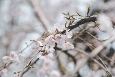 Sakura ya da Kiraz Çiçeği veya Japon Kiraz Çiçeği Adı Rosales, Aile Bahçede açan Rosaceae.