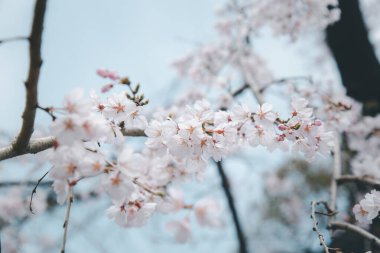 Sakura ya da Kiraz Çiçeği veya Japon Kiraz Çiçeği Adı Rosales, Aile Bahçede açan Rosaceae.