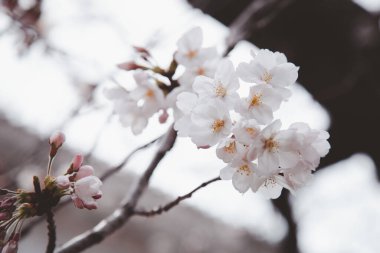 Sakura ya da Kiraz Çiçeği veya Japon Kiraz Çiçeği Adı Rosales, Aile Bahçede açan Rosaceae.