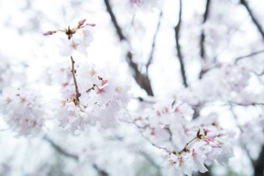 Sakura ya da Kiraz Çiçeği veya Japon Kiraz Çiçeği Adı Rosales, Aile Bahçede açan Rosaceae.