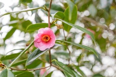 Güzel Şirotae kiraz çiçeği. Krallık adı Plantae, Soyadı Rosaceae, Cins adı Prunus Himeji Kalesi yakınlarındaki Koko-en Bahçesinde, Hyogo Bölgesi, Japonya.