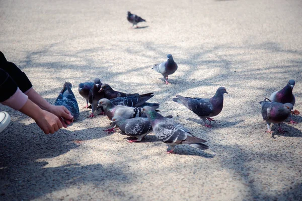 大阪城の前で鳩に餌をやり 大阪府の手に渡す — ストック写真
