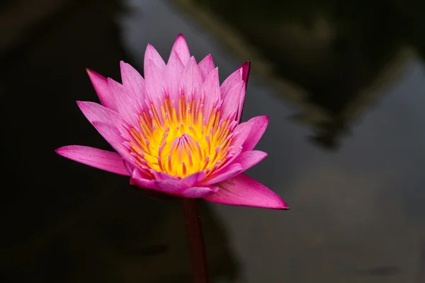 Lotus — Stock Photo, Image