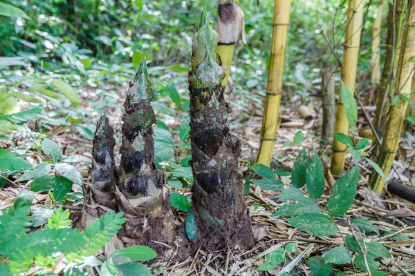 Bamboo shoot — Stock Photo, Image