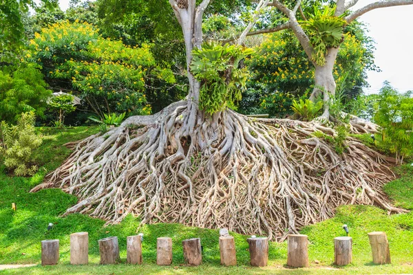 Grand arbre et racine — Photo