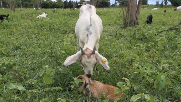 Geiten- en geitenvlees — Stockvideo