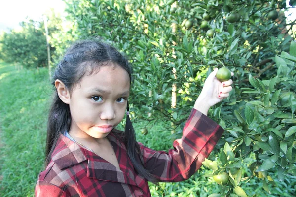 Menina em plantações de laranja — Fotografia de Stock