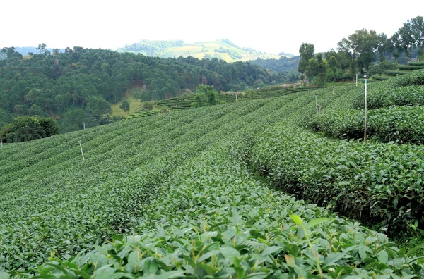 Plantación de té —  Fotos de Stock