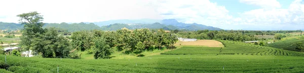 紅茶プランテーションのパノラマ — ストック写真