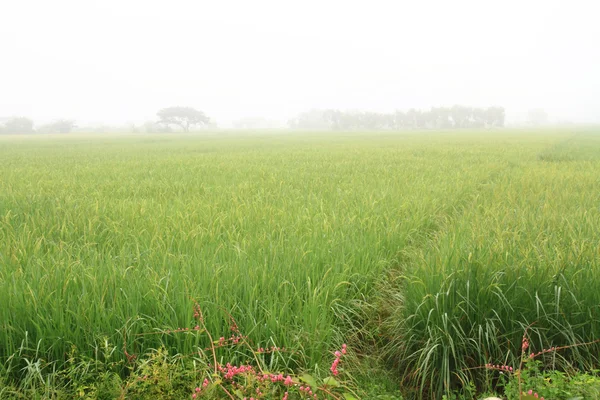 Campo de arroz con arroz —  Fotos de Stock