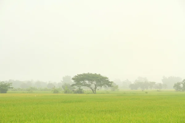 Campo de arroz paddy — Fotografia de Stock