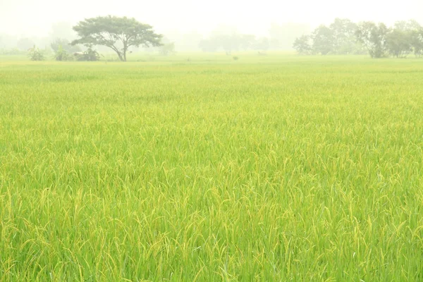 Campo de arroz paddy — Fotografia de Stock