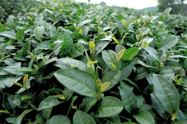 Çay Firma broşürü kapak sayfası