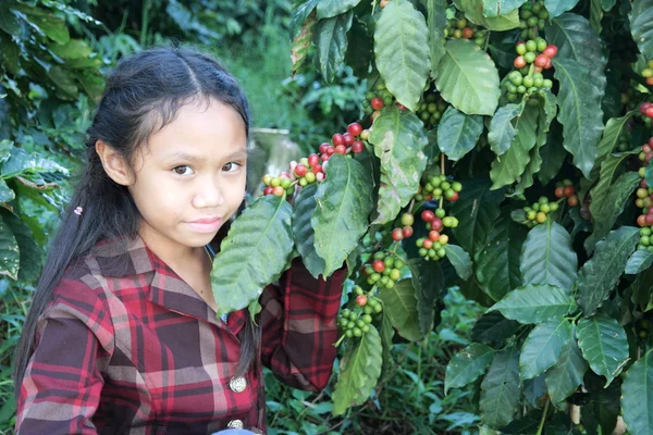 Flicka i kaffeplantager — Stockfoto