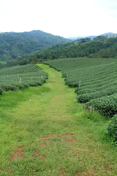 Plantação de chá — Fotografia de Stock