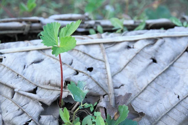 Benih stroberi — Stok Foto