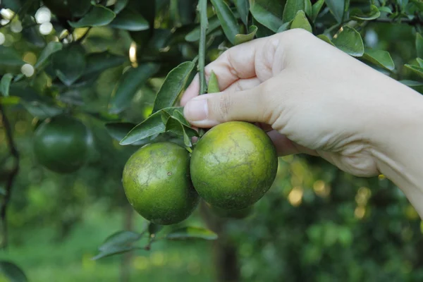 Hand hålla orange — Stockfoto