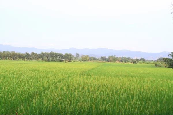 Campo de arroz paddy — Fotografia de Stock