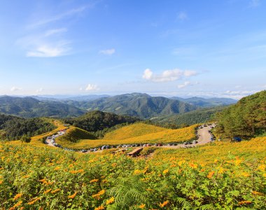 Meksikalı ayçiçeği