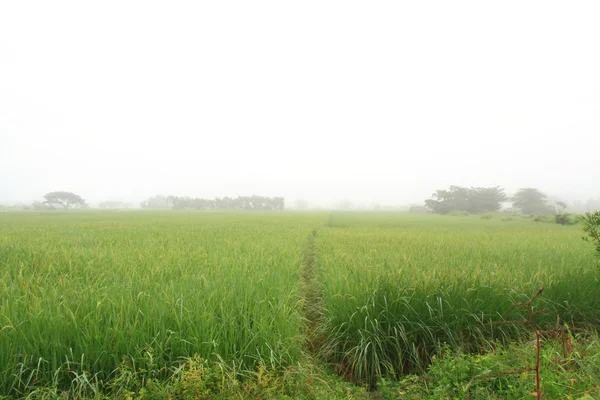 Paddy rice field — Stock Photo, Image