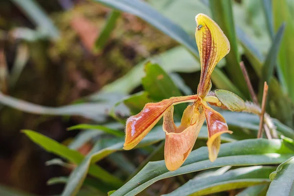 Ladys Slipper — Stok Foto