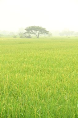 Paddy pirinç tarlası