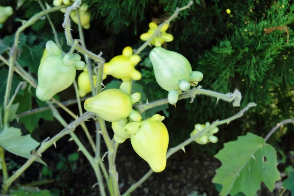 Frutos de mamilo — Fotografia de Stock