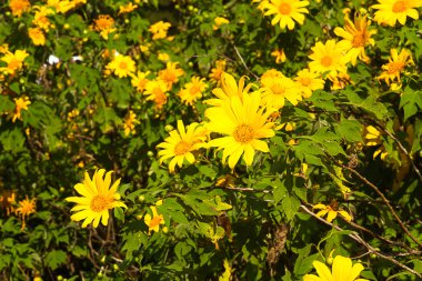 Meksikalı ayçiçeği