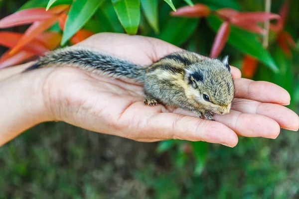 Squirrel on hand — Stock Photo, Image