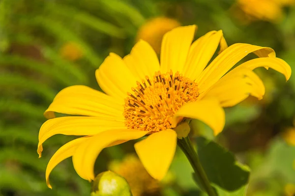 Meksikalı ayçiçeği — Stok fotoğraf