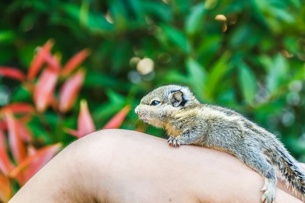 Squirrel on hand — Stock Photo, Image