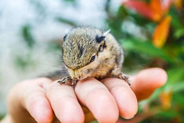 Squirrel on hand — Stock Photo, Image