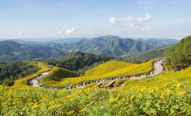 Meksikalı ayçiçeği