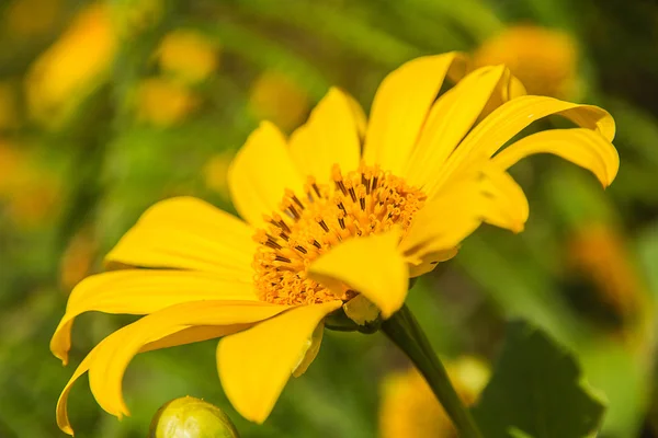 Meksikalı ayçiçeği — Stok fotoğraf