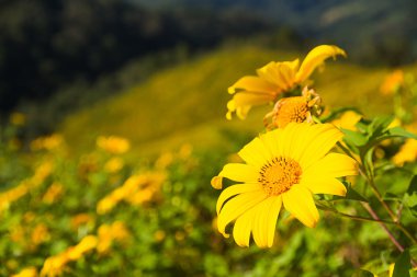 Meksikalı ayçiçeği