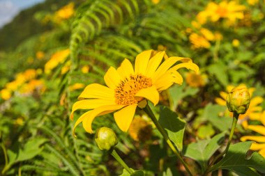 Meksikalı ayçiçeği