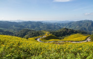 Meksikalı ayçiçeği