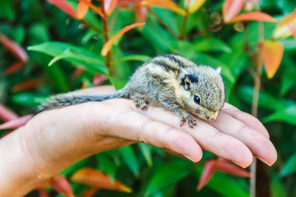 Squirrel on hand — Stock Photo, Image